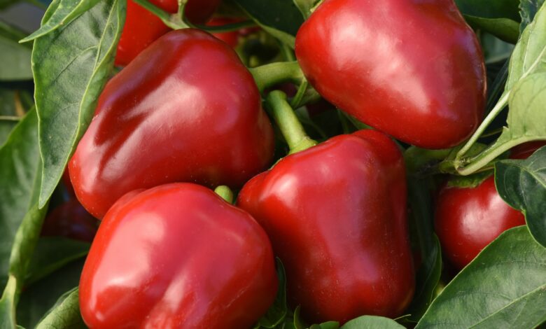Alice Coetzee - 19-08-2022- gardening - grow your own - photo 4