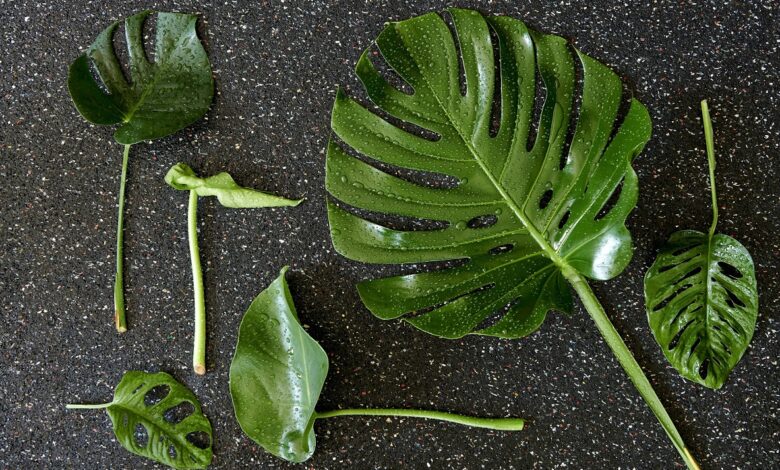 Styling Elize Eveleens - Klimprodukties