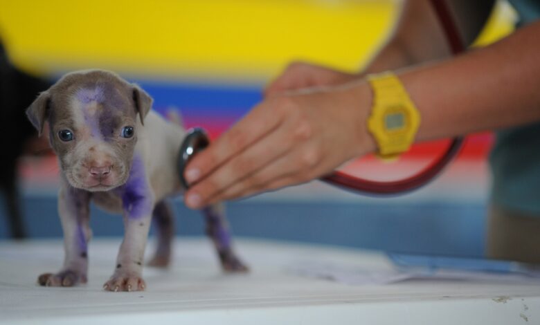 ElanaWagner-19-10-2022-Pets-Parvo.1