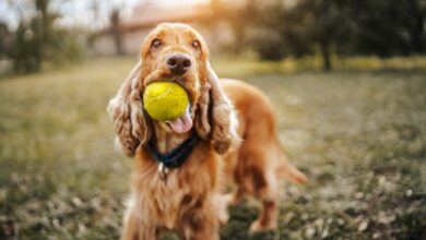 Playful dog