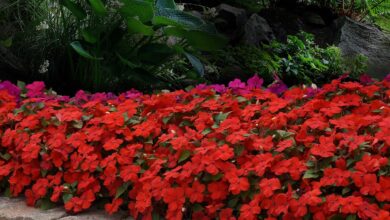 Alice Coetzee - 02-12-2022-gardening- garden flowers photo 1