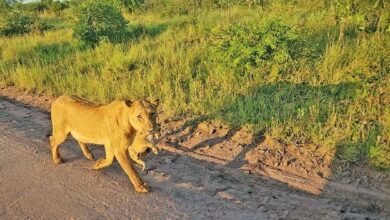 Lioness