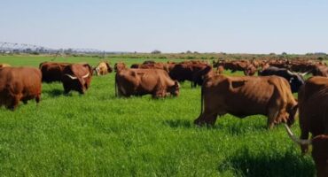 Foot and Mouth Disease, cows, cow
