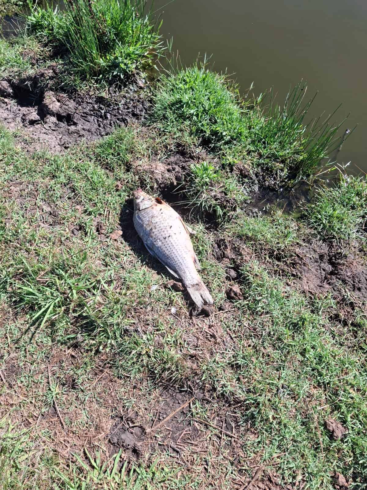Cattal Fish Fish die and livestock killed as raw sewage pours directly into local ...