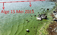 Blue-green algae on the Vaal Dam shows the accumulation of pollutants in Ratepayers Bay, showing already compromised water even before waste-water is pumped into it. Photo: Supplied.
