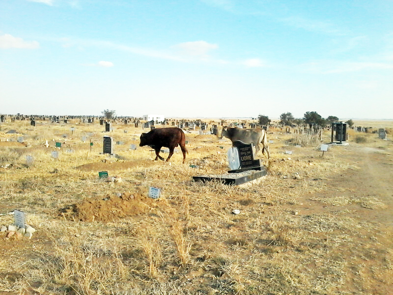 This photo was taken by Freddie Scholtz, clearly showing the cattle in the graveyard.