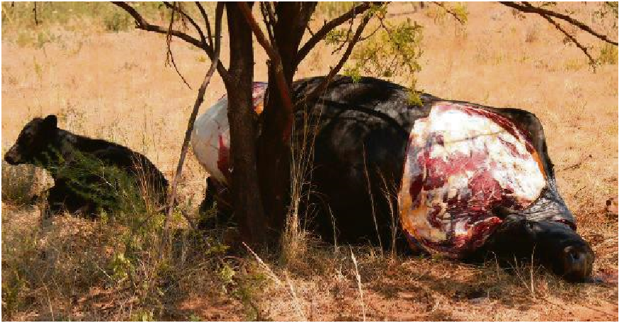 Die hartseertoneel ‘n jaar of twee gelede op ‘n plaas in die Lindequesdrift-omgewing. Die kalfie sit en bulk by sy afgeslagte ma. Boere kry gereeld te doen met veeslagtings in die Vaal en dit is skokkend hoe groot die omvang hiervan regtig is. Foto: Jannie du Plessis