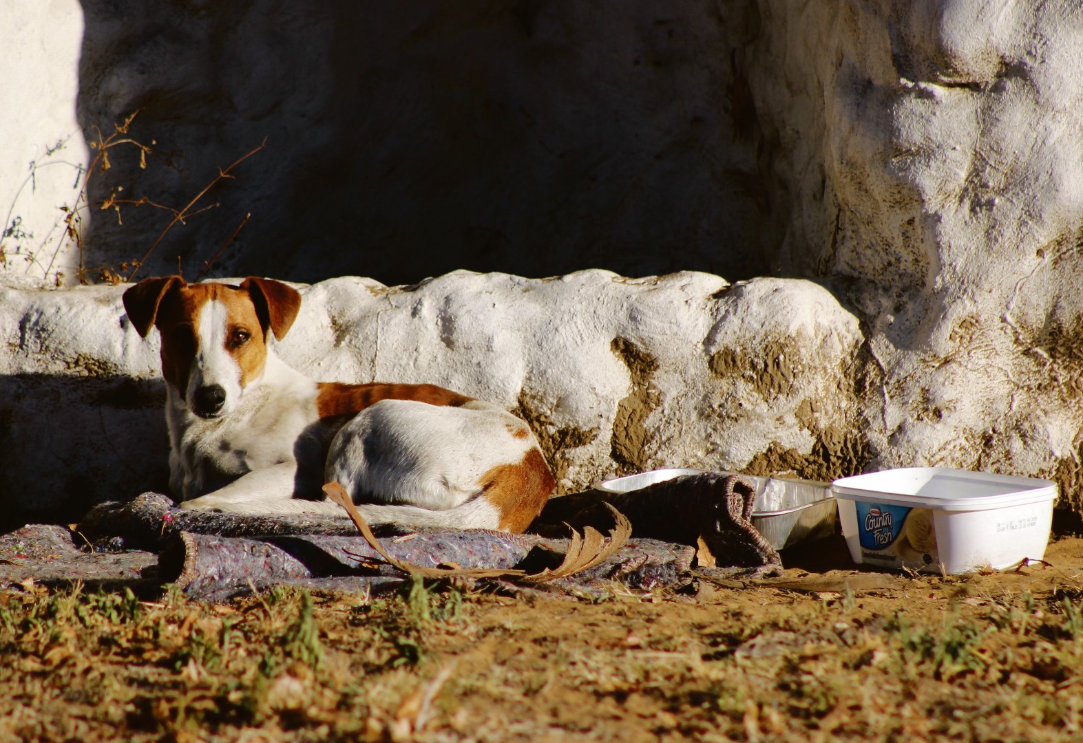 Die langbeen Jack Russell lê luilekker in die wintersonnetjie op sy kombersie op die hoek van die straat. Foto: Schalk le Roux