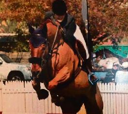 One of the former racehorses that has now become an agile show-jumper.