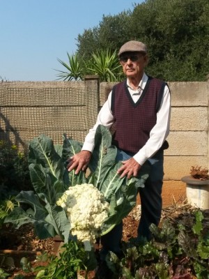 Hierdie knewel van ‘n blomkool weeg 3.2kg en oom Andries Joubert (79) woeker