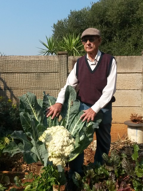 Hierdie knewel van ‘n blomkool weeg 3.2kg en oom Andries Joubert (79) woeker