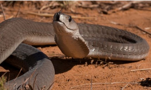 Black Mamba