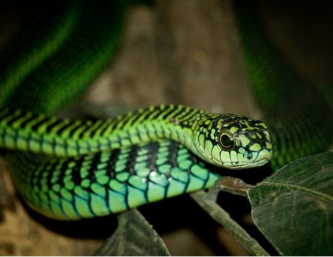 Boomslang