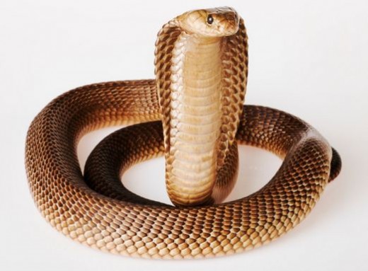 Cobra