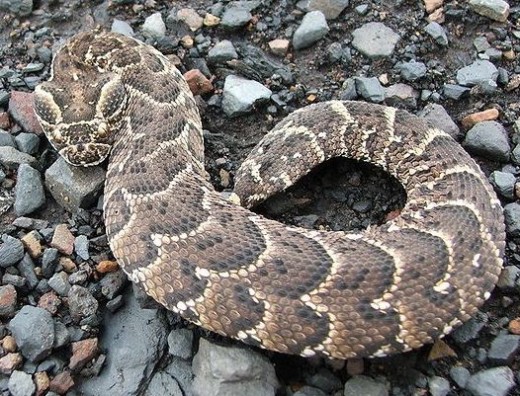 Puff Adder