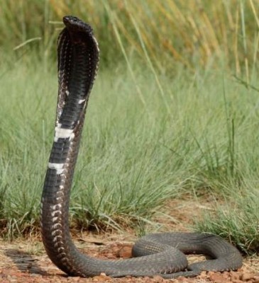 Rinkhals
