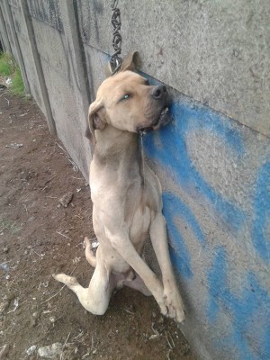 Die arme hond hang leweloos oor die muur in Hallwach straat.