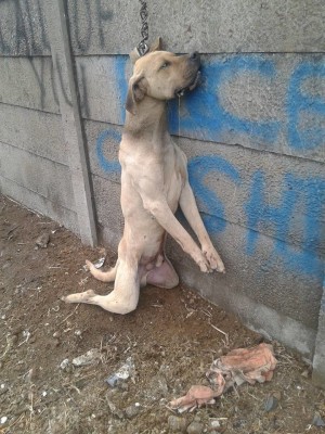 Die arme hond hang leweloos oor die muur in Hallwach straat. (2)