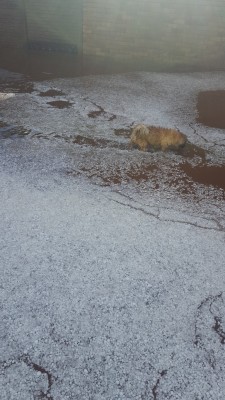 20161212_165920 (Medium)