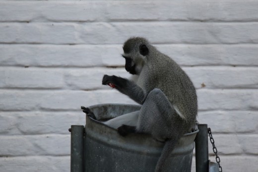 Lunch in Graaf Reinette