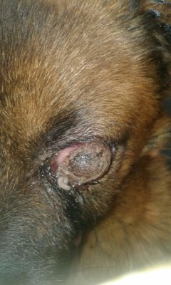 Die hond wat se oog met maaiers besmet was.