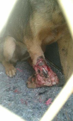 Die hond wat se been besig was om te vrot.