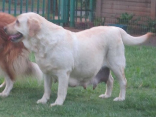 Labrador veronica