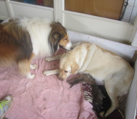 Verlore collie en lab met babies Veronica