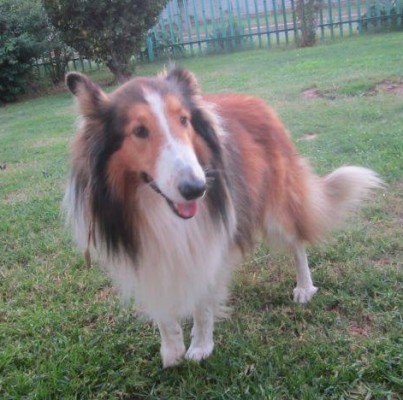 collie veronica