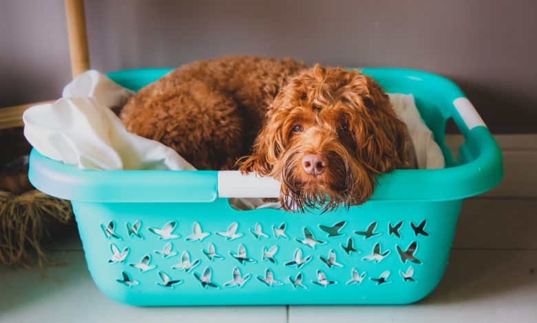 Dog,Relaxing,In,A,Laundry,Basket
