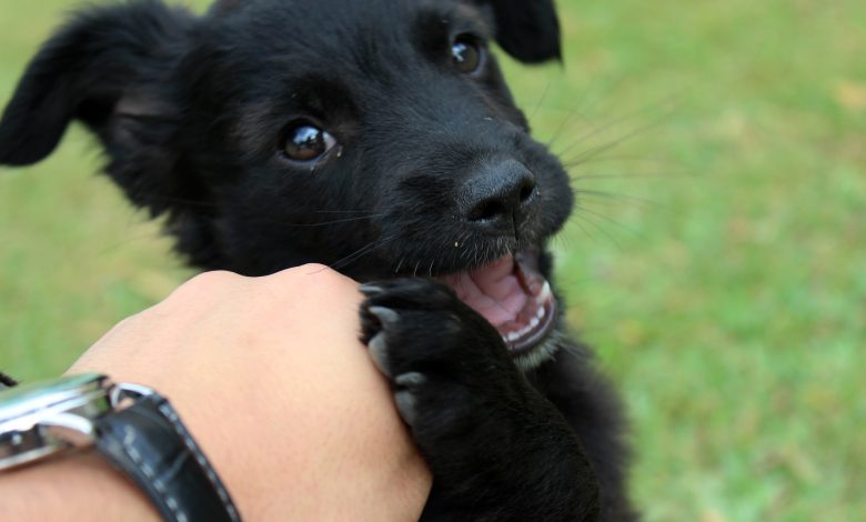 ElanaWagner-26-11-2021-pets-PuppyBiting.2