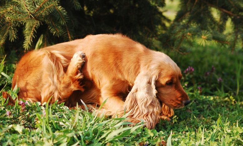 ElanaWagner-07-01-2022-Pets-Allergies.1 (Medium)
