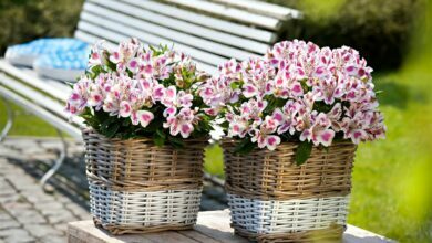 Alice Coetzee - 29-01-2022- gardening - patio gardening - photo 1 (Medium)