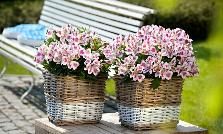 Alice Coetzee - 29-01-2022- gardening - patio gardening - photo 1 (Medium)