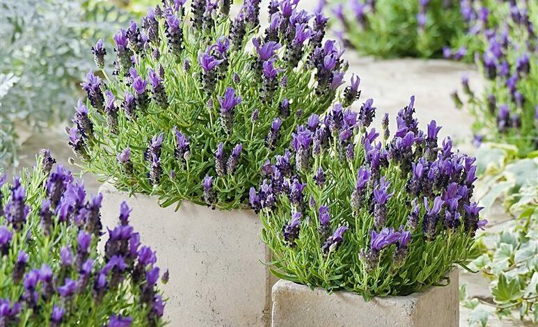 AliceCoetzee-18-02-2022-gardening-herbs-photo1 (Medium)