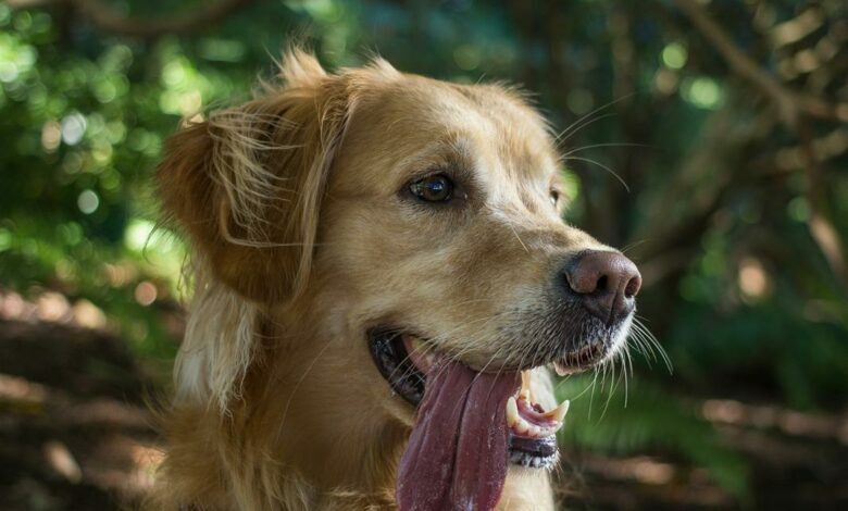 ElanaWagner-11-02-2022-Pets-SummerHealthHazards.1 (Medium)