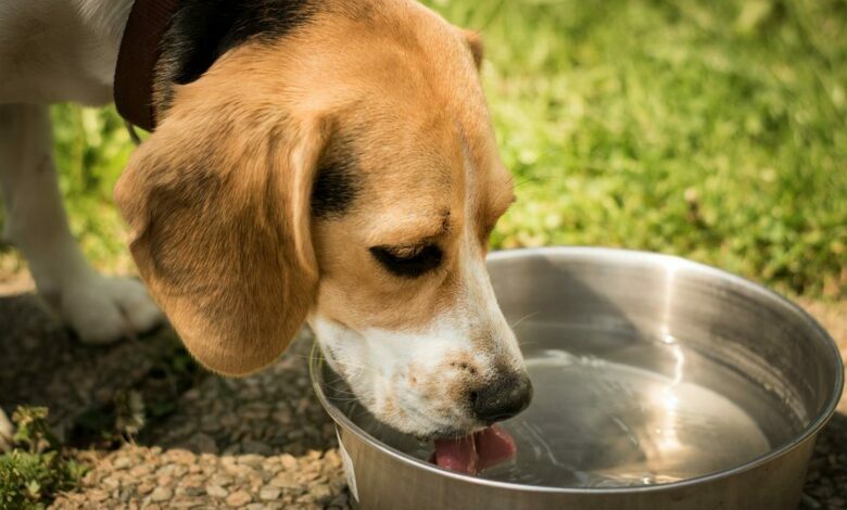 ElanaWagner-11-02-2022-Pets-SummerHealthHazards.2 (Medium)
