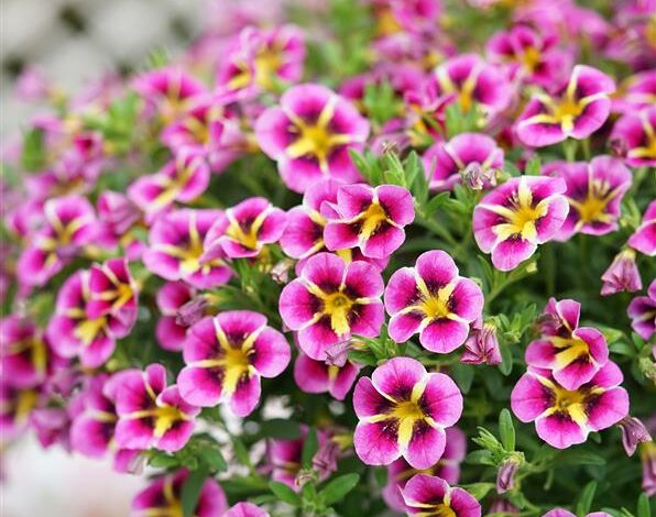 Alice Coetzee - 01- 04-2022 - gardening - we're planting photo 1 (Medium)