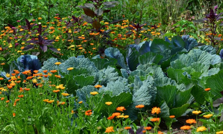 AliceCoetzee- 18-03-2022-gardening- grow your own photo 1 (Medium)