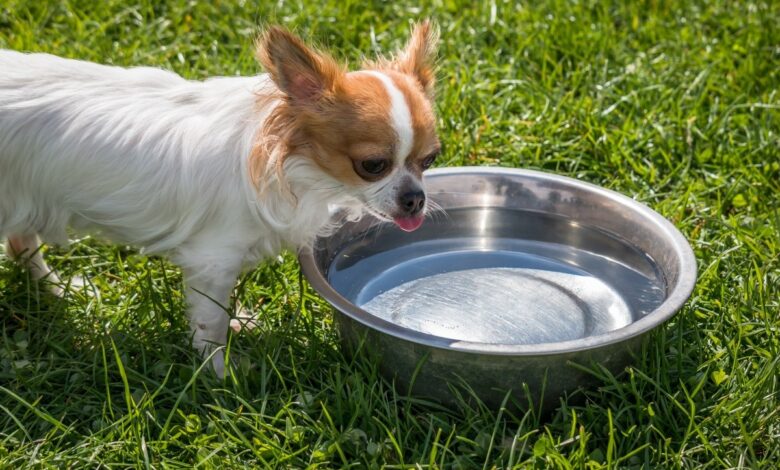 Dog Drinking Water