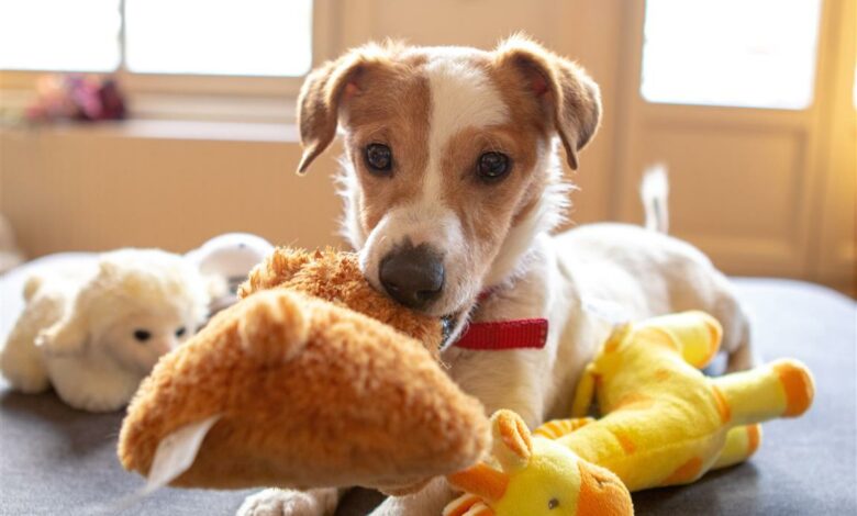 ElanaWagner-18-03-2022-Pets-DoggyDayCare.2 (Medium)