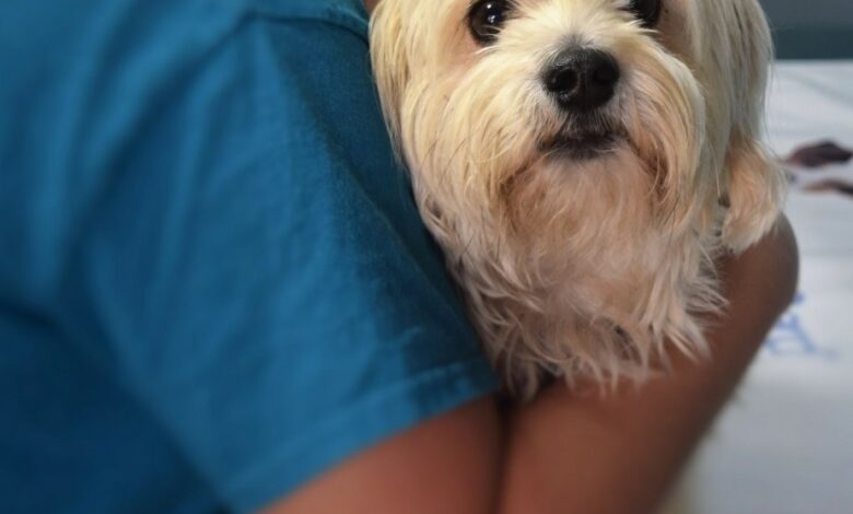 Therapy Dog