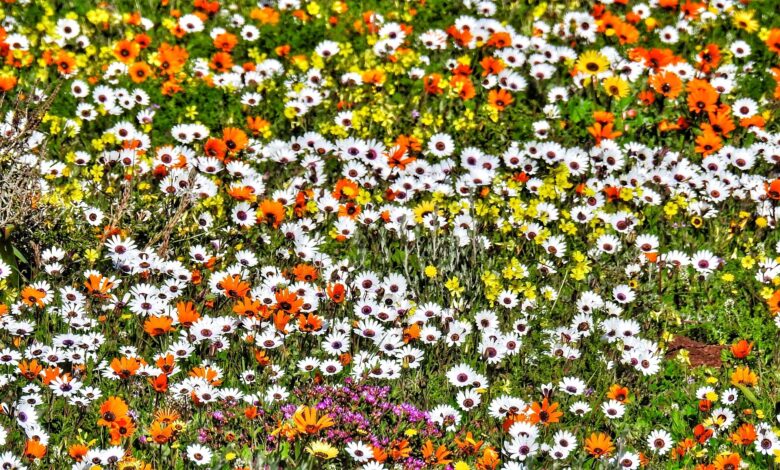 Alice Coetzee - 15-04-2022-gardening - winter flowers photo 1