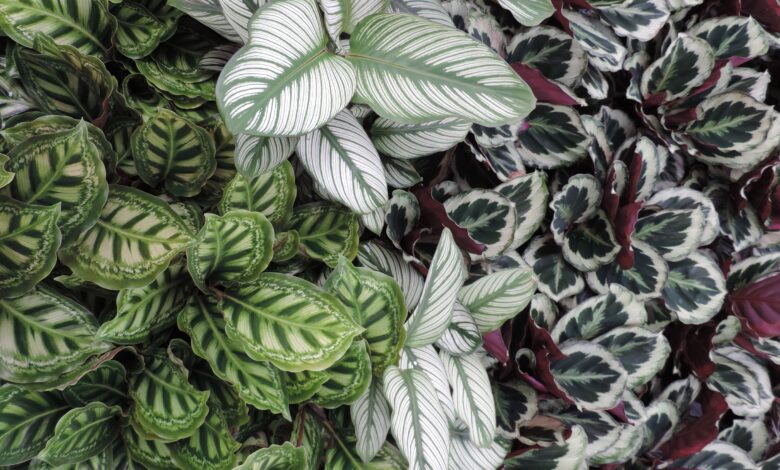 Alice Coetzee - 29 - 04-2022 - gardening- indoor plants photo 1