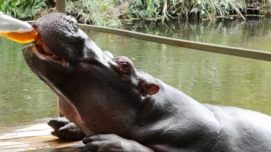 Hippo main