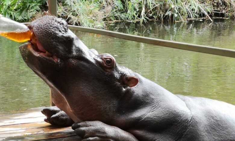 Hippo main