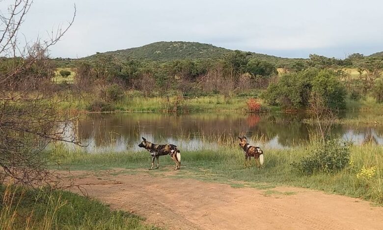 ElanaWagner-22-06-2022-Travel-WildDogs.1