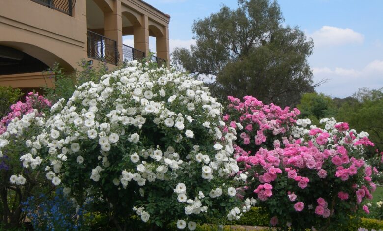 Alice Coetzee - 08-07-2022 - gardening - pruning roses photo 1