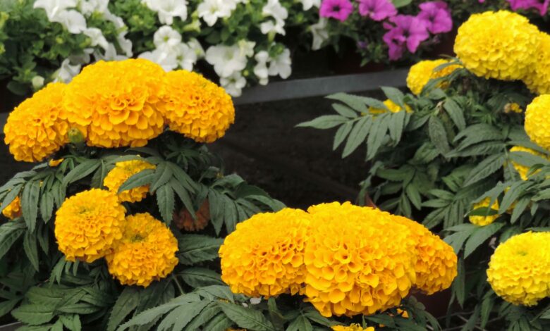 Alice Coetzee- 02-09-2022-gardening- summer flowers- photo 1