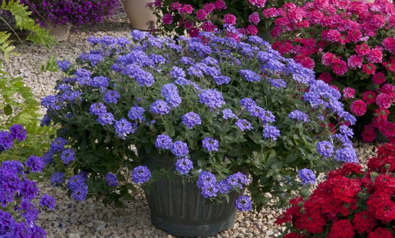 Alice Coetzee -05-08-2022 - gardening- we're planting verbena - photo 1